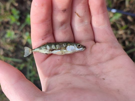 Dreistachliger Stichling