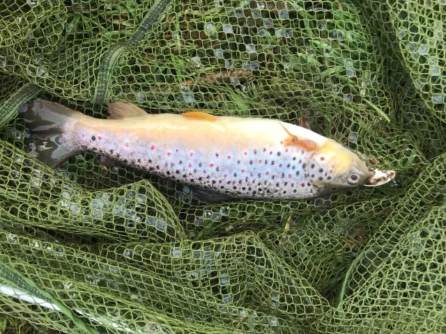 Bachforelle