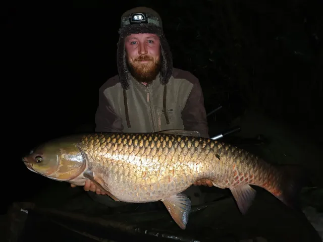 Graskarpfen
