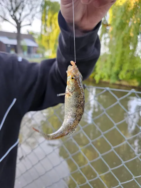 Flussbarsch
