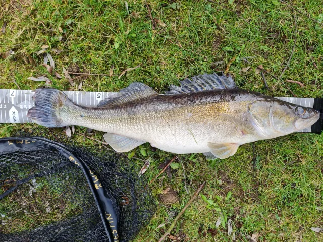 Zander