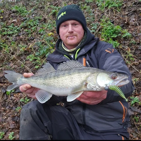 Zander