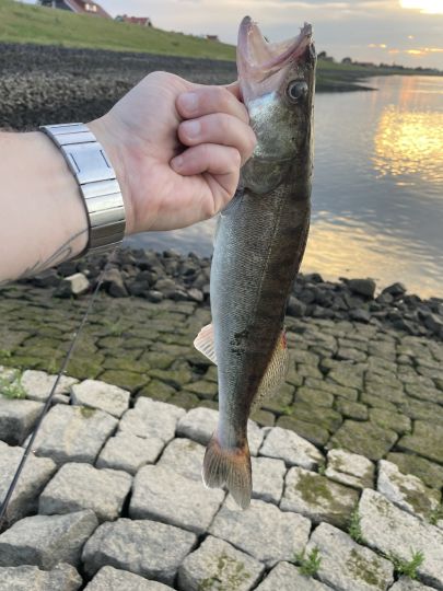 Zander