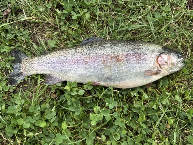 Regenbogenforelle