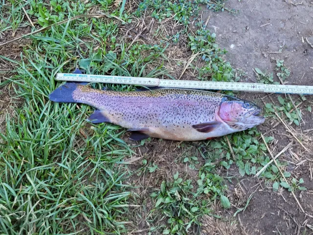 Regenbogenforelle