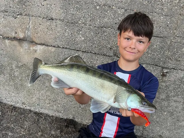 Zander