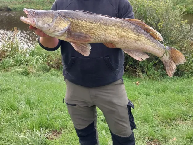 Zander
