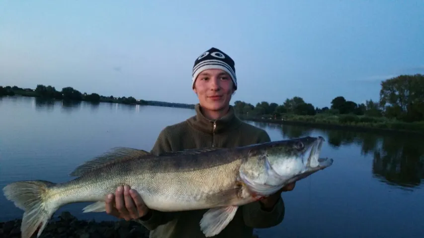 Zander