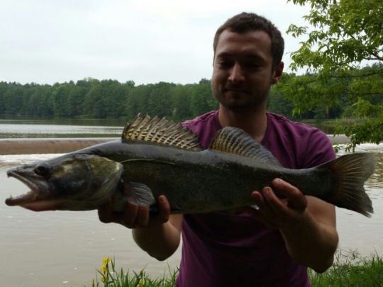Zander