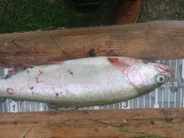 Regenbogenforelle