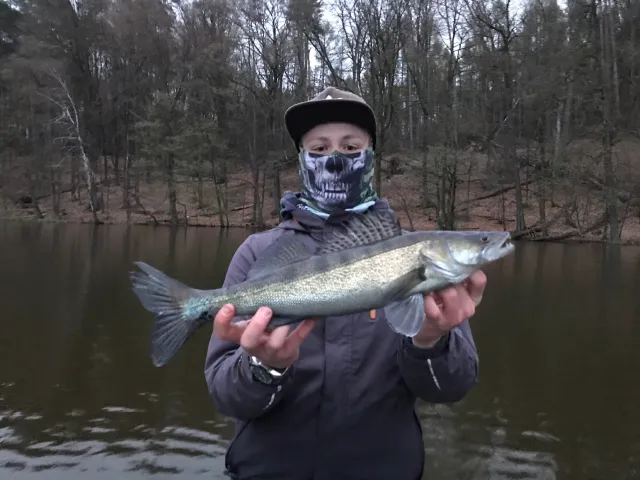 Zander