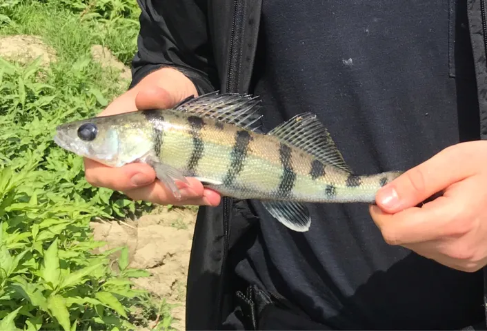 Wolgazander