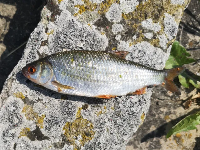 Rotauge