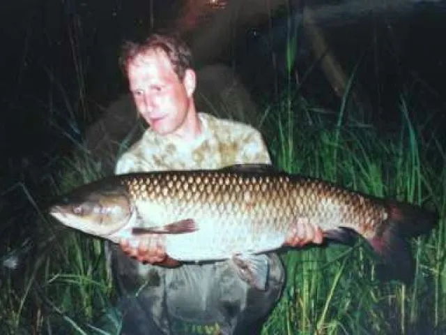 Graskarpfen