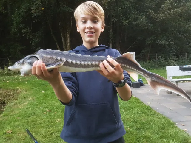 Stör