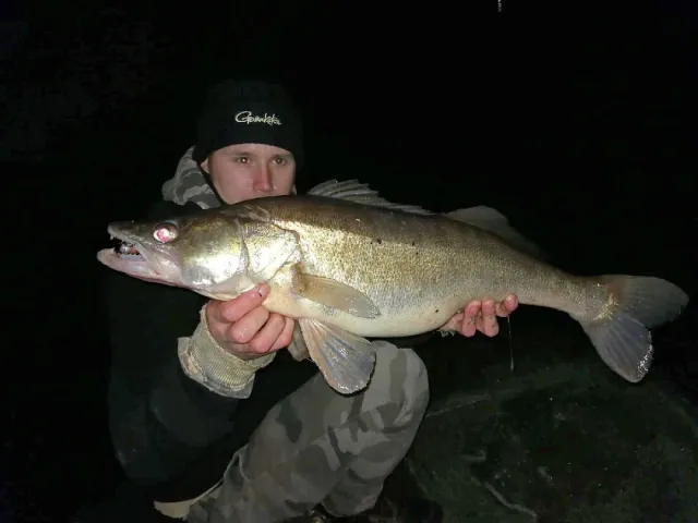 Zander