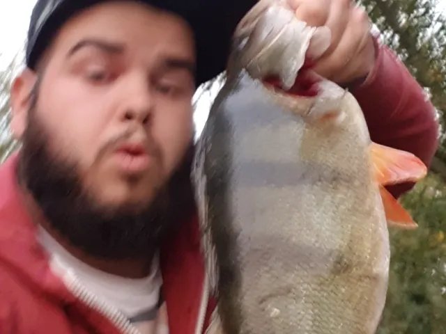 Flussbarsch