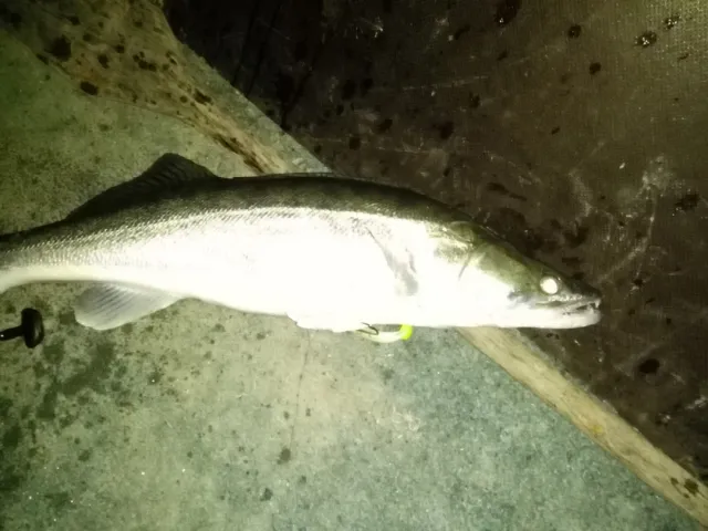 Zander