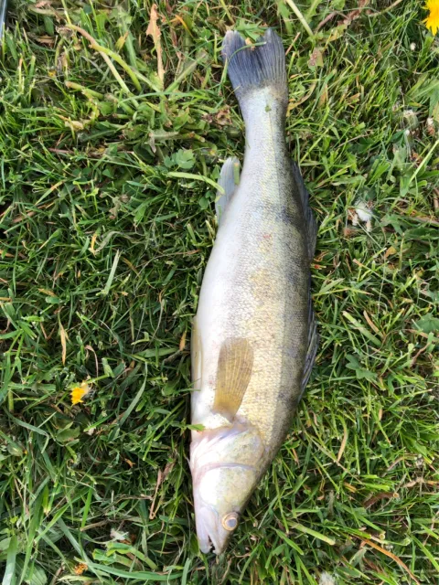 Zander