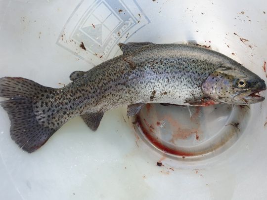 Regenbogenforelle