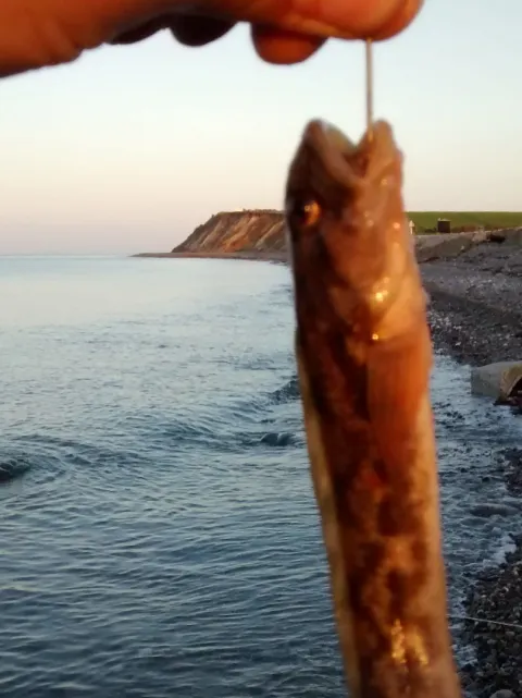 Aalmutter