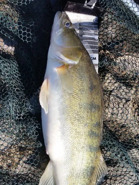 Zander