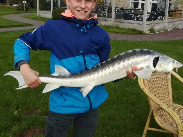 Stör
