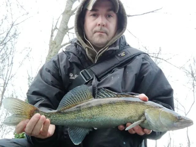 Zander