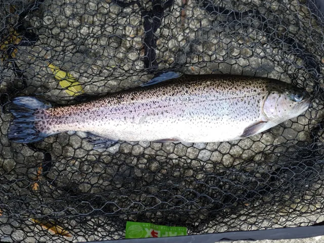 Regenbogenforelle