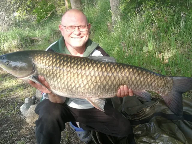 Graskarpfen