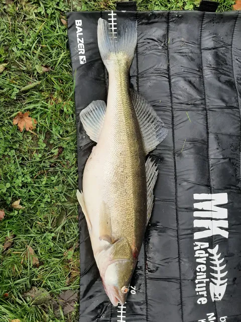 Zander