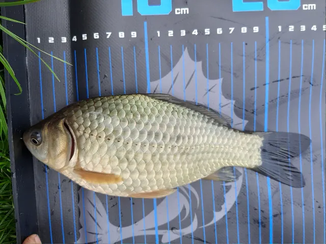 Giebel