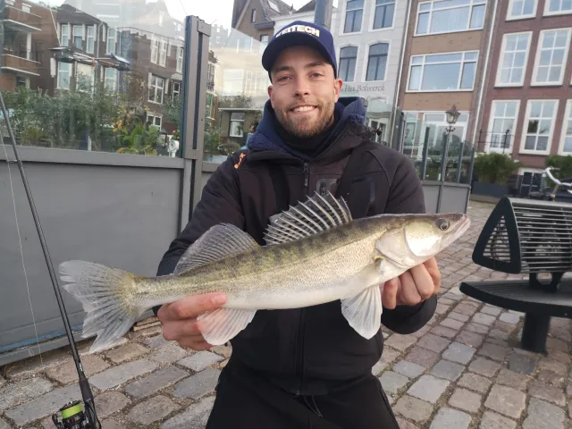 Zander