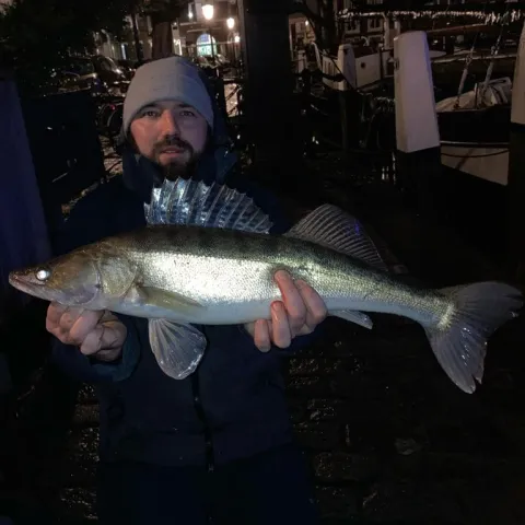 Zander