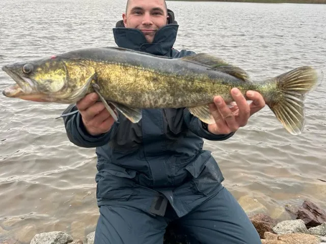 Zander