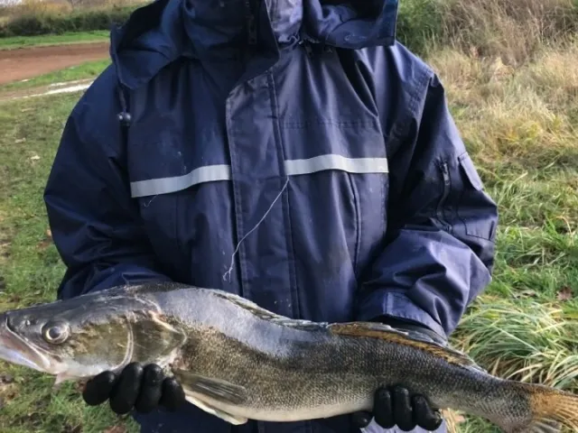 Zander