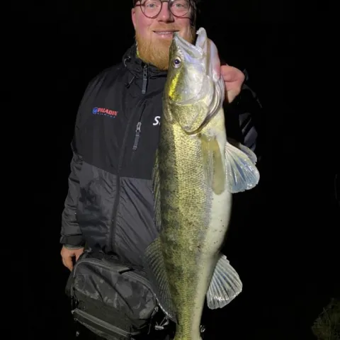 Zander
