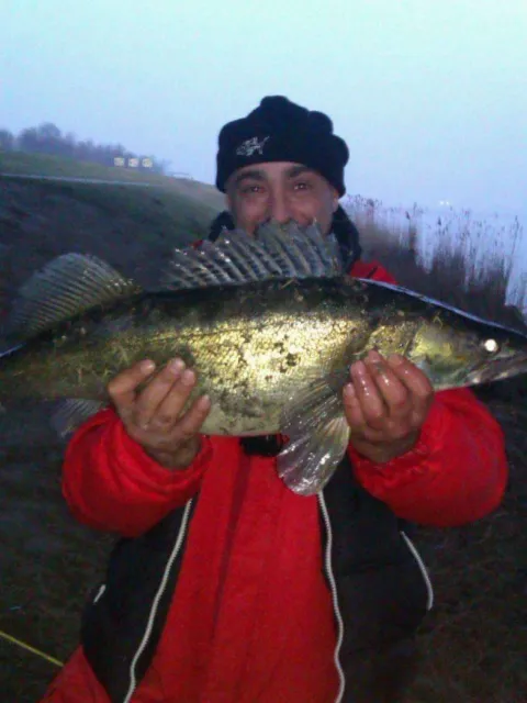 Zander
