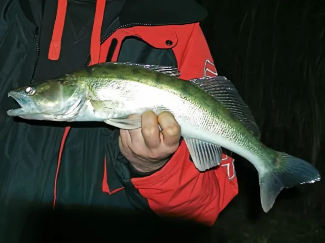 Zander