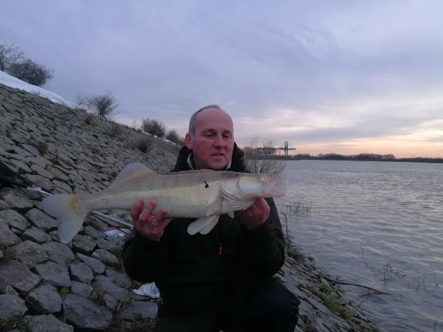 Zander