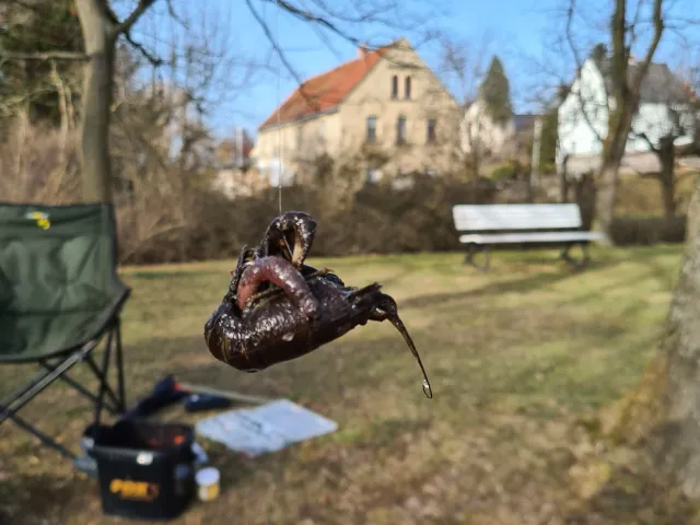Edelkrebs
