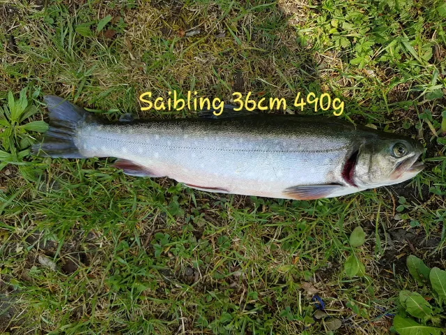 Bachsaibling