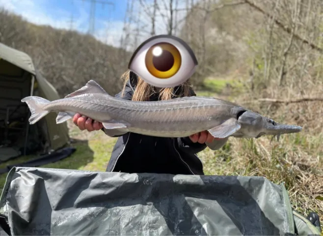 Stör