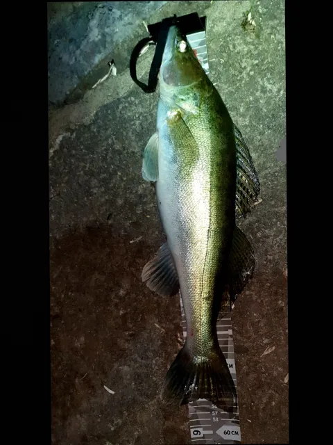 Zander