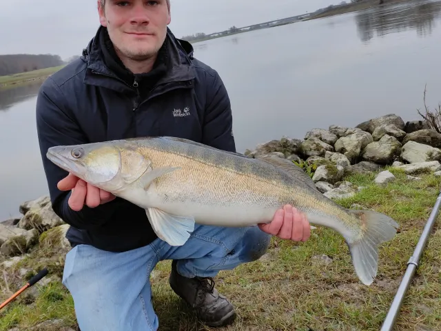 Zander