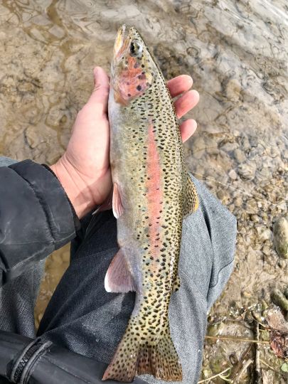 Regenbogenforelle