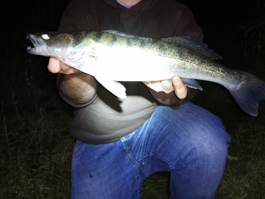 Zander
