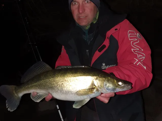 Zander