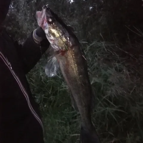 Zander