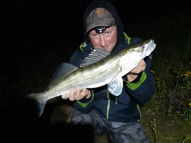 Zander